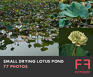 77 photos of Small Drying Lotus Pond