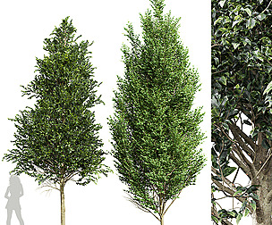 Carpinus Betulus Broadleaf 2 trees