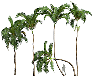 New Plant High detail Areca Catechu