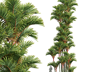 New Plant High detail Cyrtostachys Renda