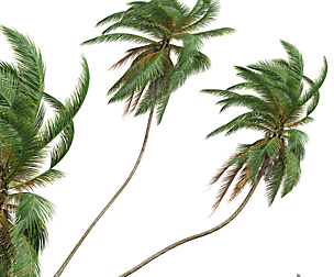 New Plant High detail Cocos Nucifera Windy02