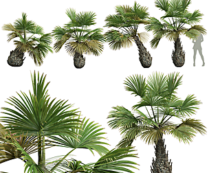 Borassus Flabellifer Decorative Garden