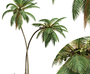 New Plant High detail Cocos Nucifera