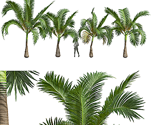 New Plant High detail Areca Catechu Small