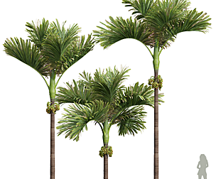 Areca Catechu Decorative Garden Fruit