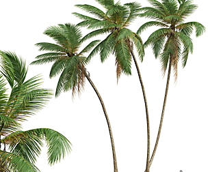 New Plant High detail Cocos Nucifera Windy