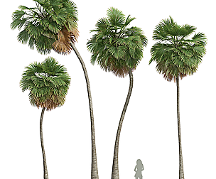 New Plant High detail Borassus Flabellifer Medium
