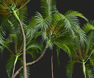 New Plant High detail Areca Catechu Medium
