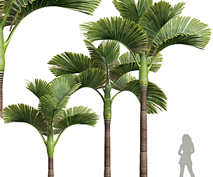 Areca Catechu Decorative Garden