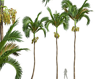 New Plant High detail Areca Catechu Fruit