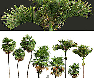 Acoelorrhaphe Wrightii Borassus Flabellifer Areca