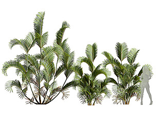 Chrysalidocarpus Lutescens
