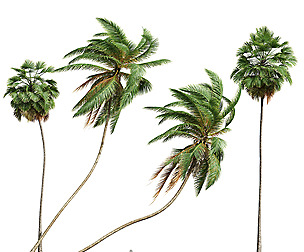 Cocos Nucifera Windy and Borassus Flabellifer