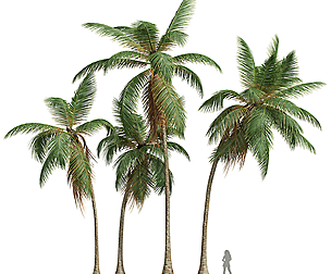 New Plant High detail Cocos Nucifera Medium
