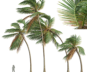 New Plant High detail Cocos Nucifera Medium Windy