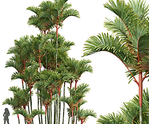 New Plant High detail Cyrtostachys Renda02