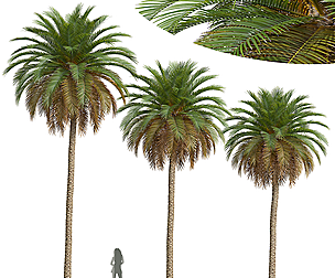 New Plant High detail Phoenix Canariensis
