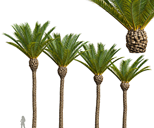 Phoenix Canariensis Decorative Garden