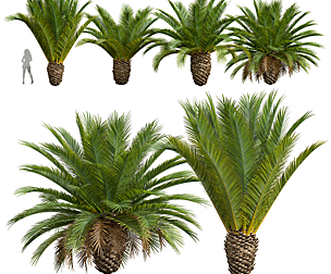 Phoenix Canariensis Decorative Garden Small