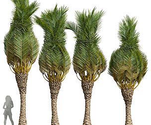Phoenix Canariensis Washingtonia Robusta