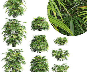 Rhapis Excelsa Bush-9 different bush