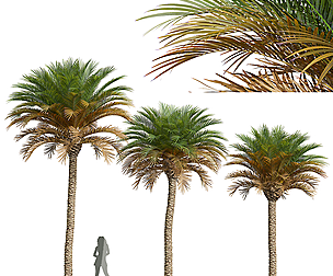 New Plant High detail Phoenix Canariensis Medium