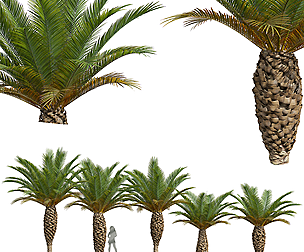 New Plant High detail Phoenix Canariensis Small