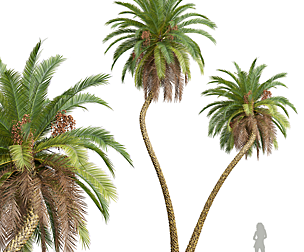 New Plant High detail Phoenix Sylvestris Fruit