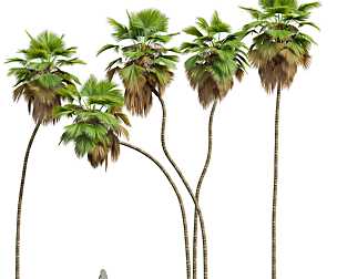 New Plant High detail Pritchardia Pacifica