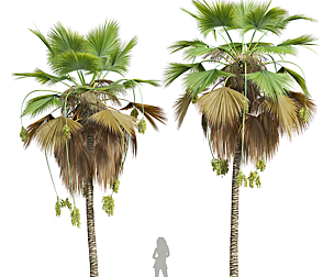 Pritchardia Pacifica Medium Fruit