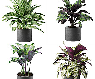 calathea Collection - blender - 3dmax - cinema 4d