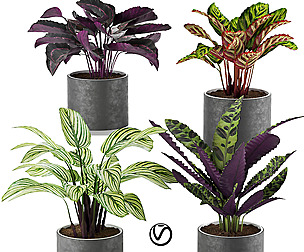 calathea Collection 2