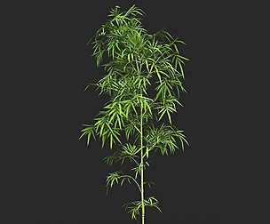Realistic Game Ready Bamboo Tree 01