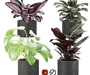 calathea Collection 3 - ble - 3ds - c4d