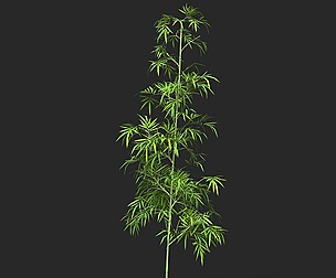Realistic Game Ready Bamboo Tree 02