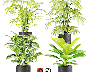 Collection plant vol 2 - leaf - ble - 3ds - c4d