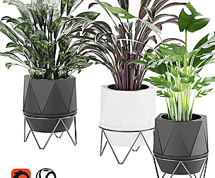 Collection plant vol 3 - leaf - ble - 3ds - c4d