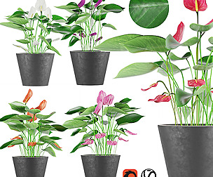 Collection plant Anthurium - leaf- ble - 3ds - c4d