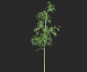 Realistic Game Ready Bamboo Tree 04