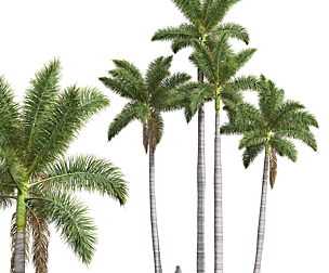 New Plant High detail Roystonea Regia