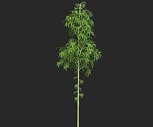 Realistic Game Ready Bamboo Tree 05