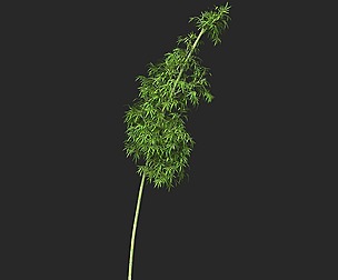 Realistic Game Ready Bamboo Tree 06