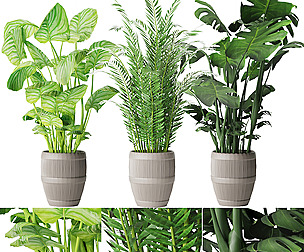 Collection plant vol 4 - leaf- ble - 3ds - c4d