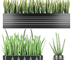 Sansevieria 4 - leaf - blender - 3dmax - cinema 4d