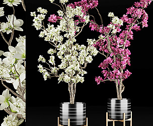 magnolia vol 1 - flower - - ble - 3ds - c4d