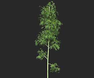Realistic Game Ready Bamboo Tree 07