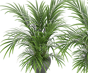 plant 004 Kentia Palm - leaf - - ble - 3ds - c4d