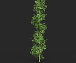 Realistic Game Ready Bamboo Tree 08