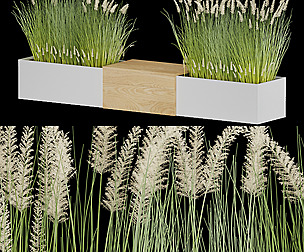 Plant 010 - grass - leaf- ble - 3ds - c4d