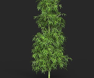 Realistic Game Ready Bamboo Tree 09